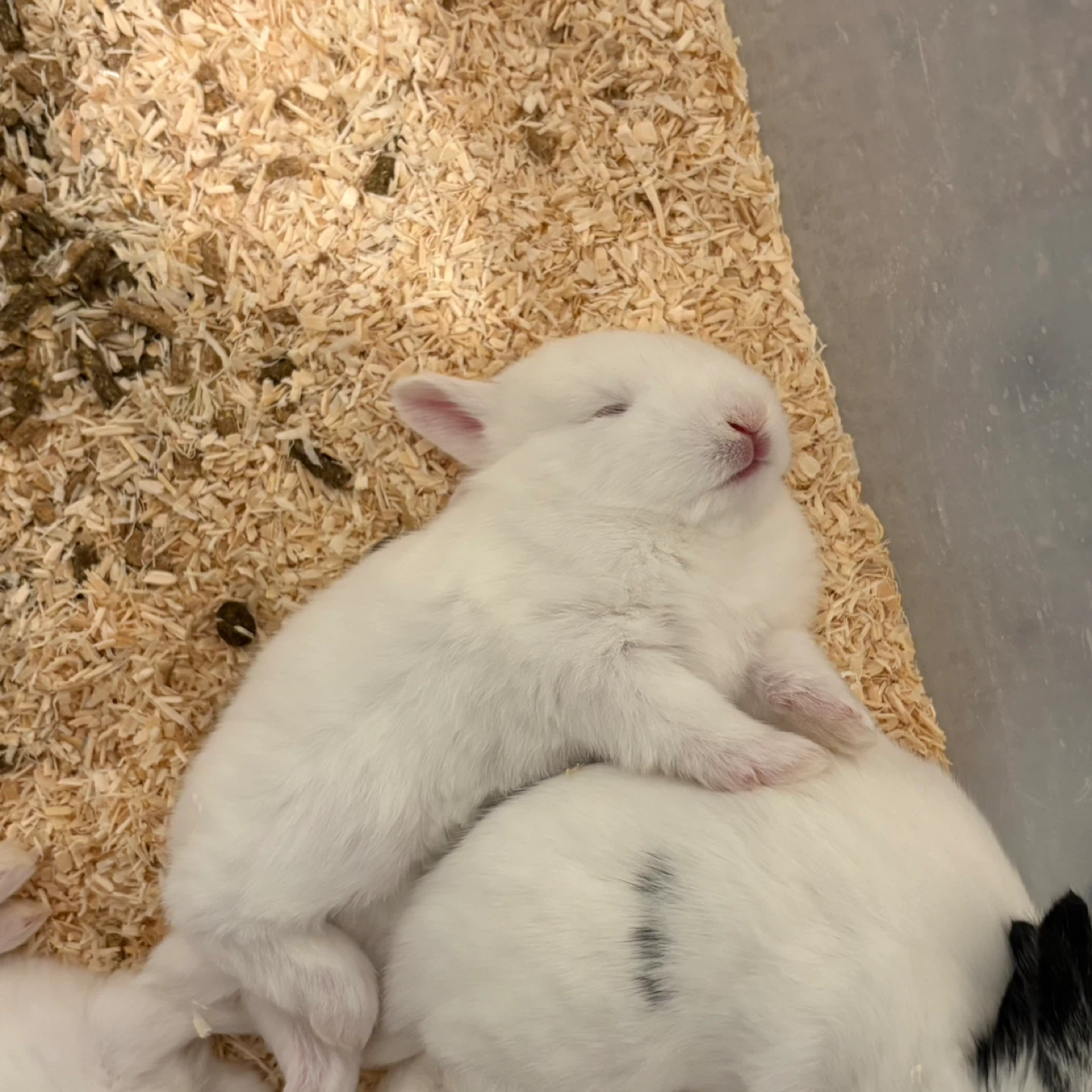 토끼 상식 (건초, 귀의 역할, 빙키)