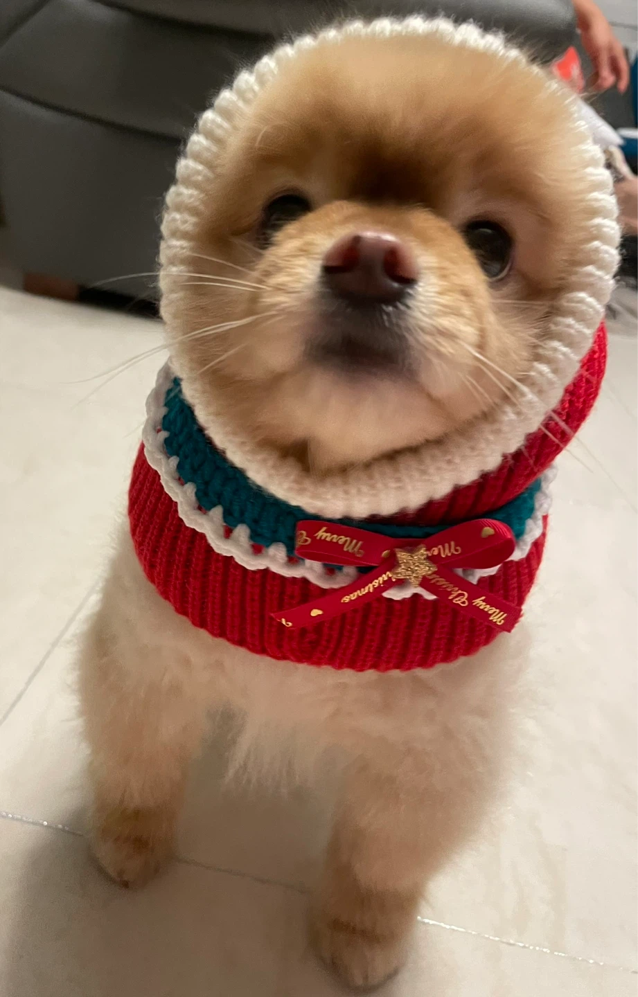 반려동물과의 행복 순간 💖