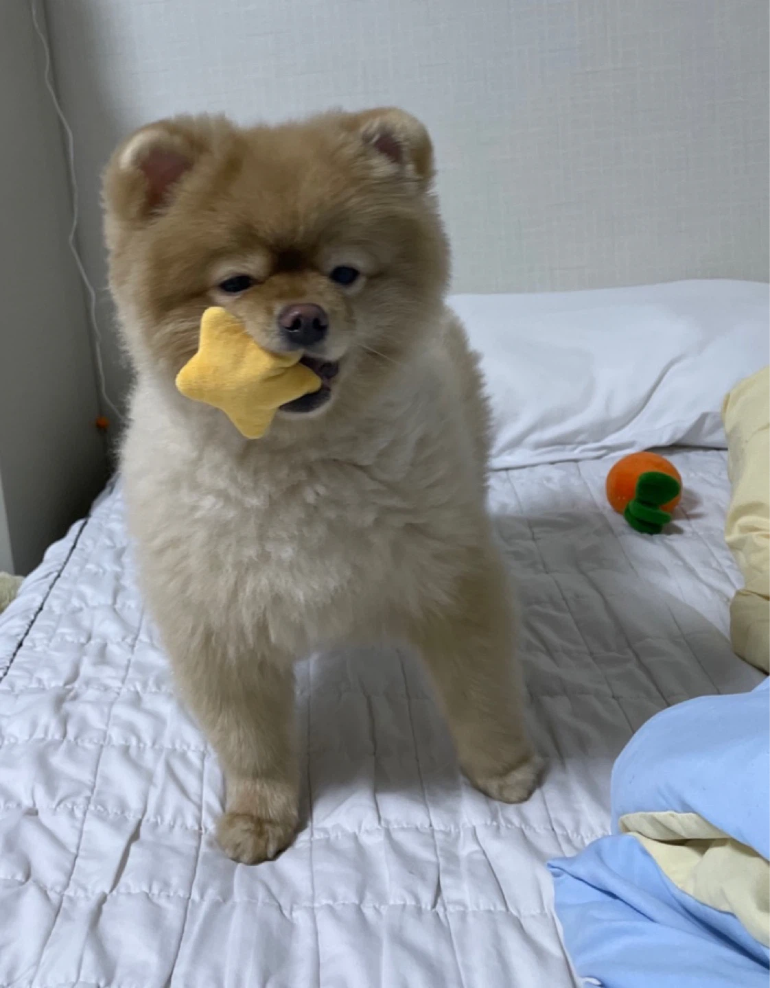 우리 집 댕냥이 자랑 타임! 💖