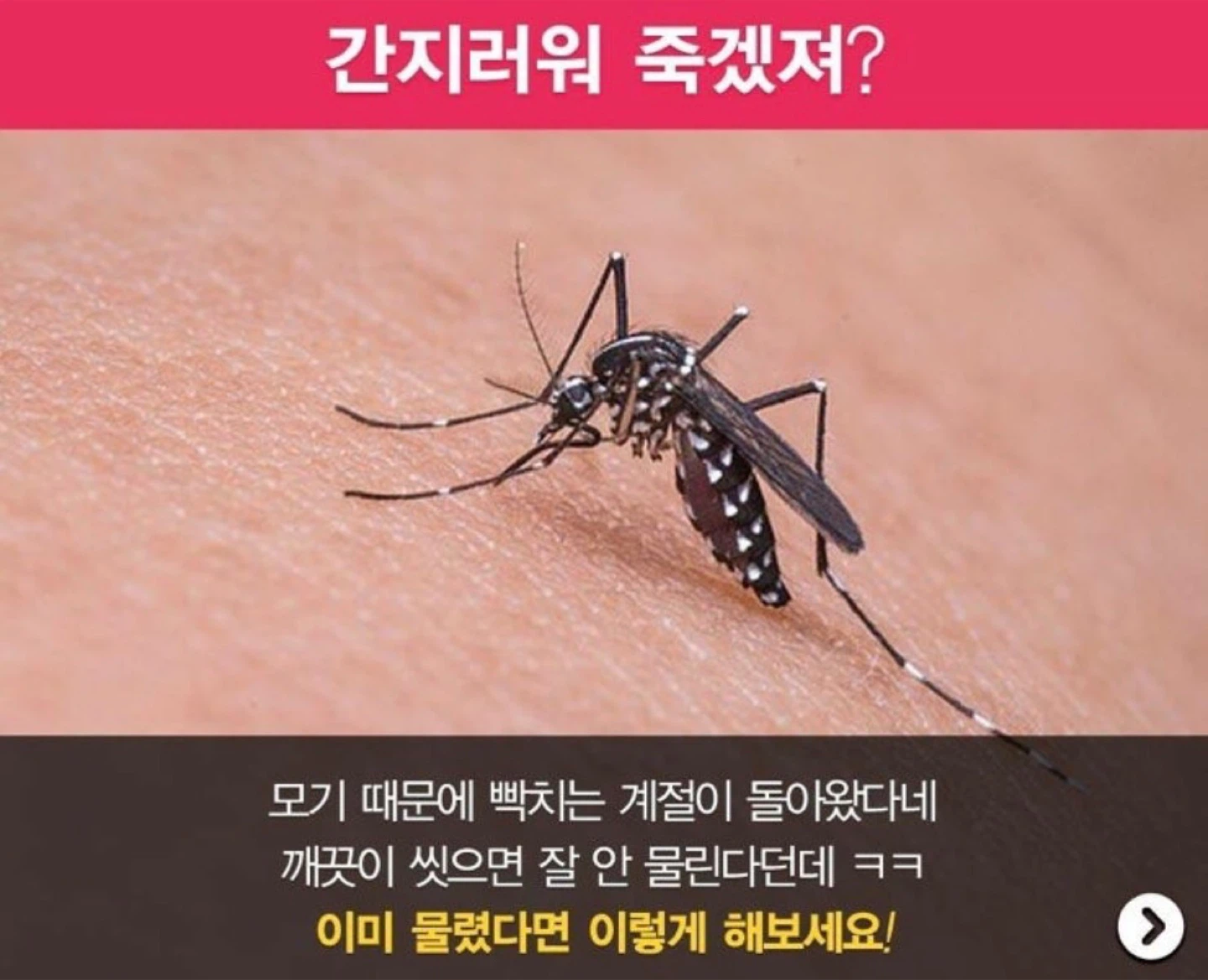 벌써 모기가 ~ㅜㅜ