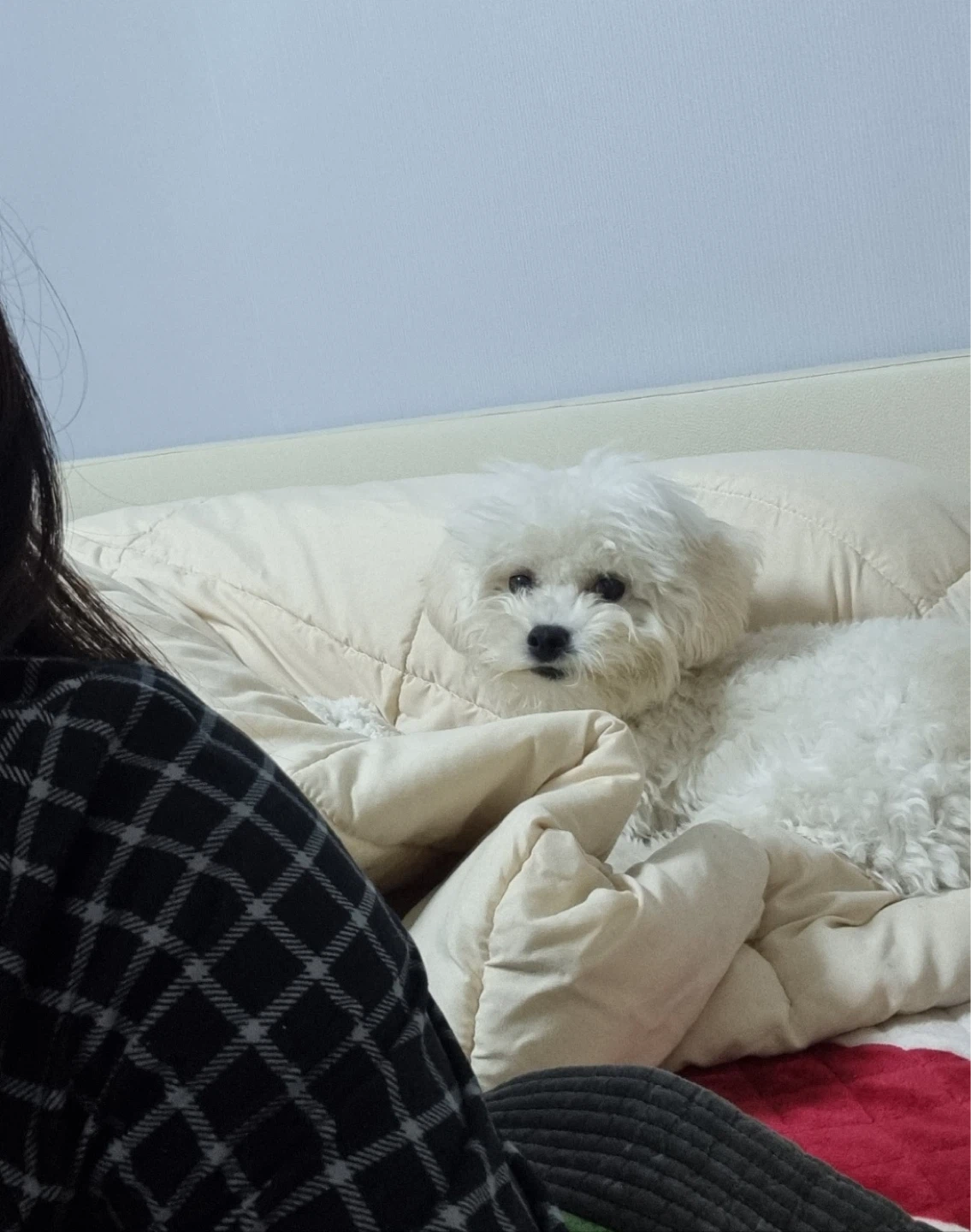 강아지가 사람 말을 알아들을 수 있을까? 🐶