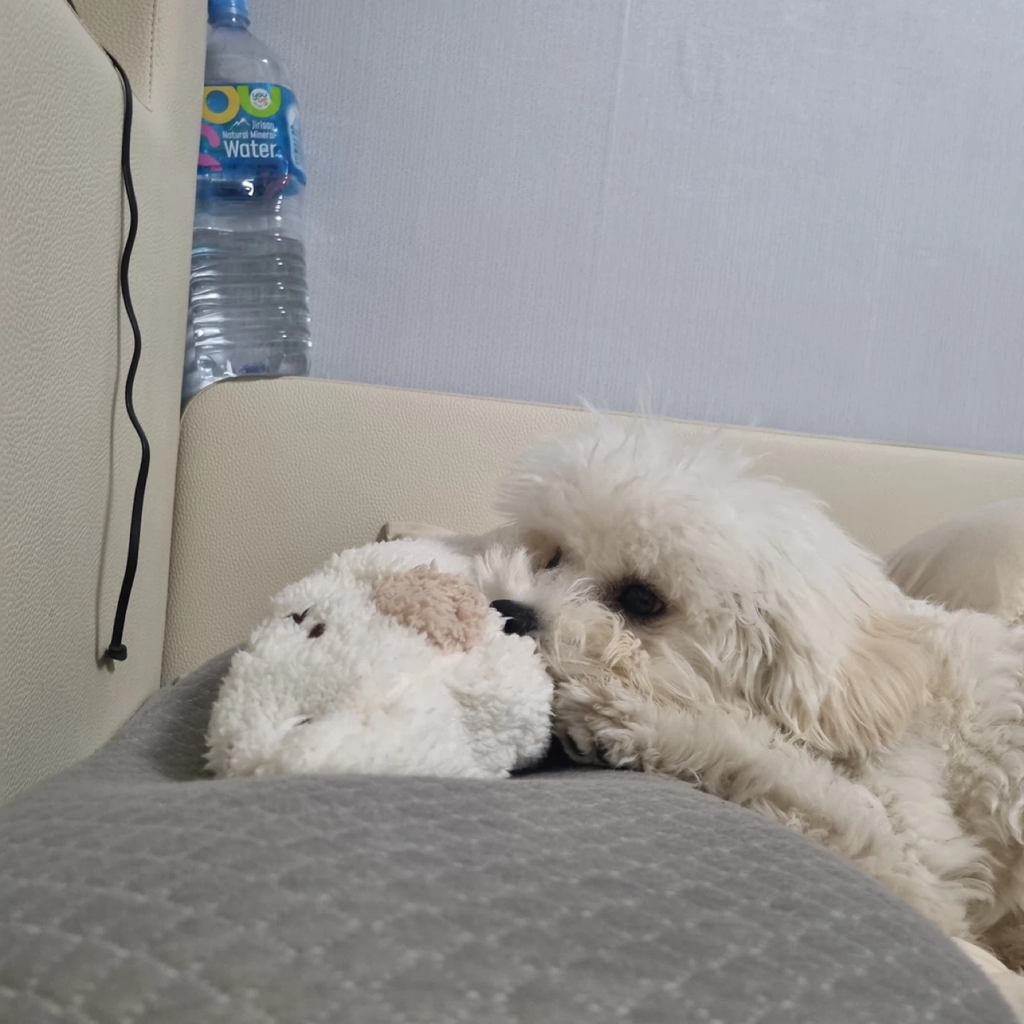 반려동물 병원비 아끼는 꿀팁 5가지