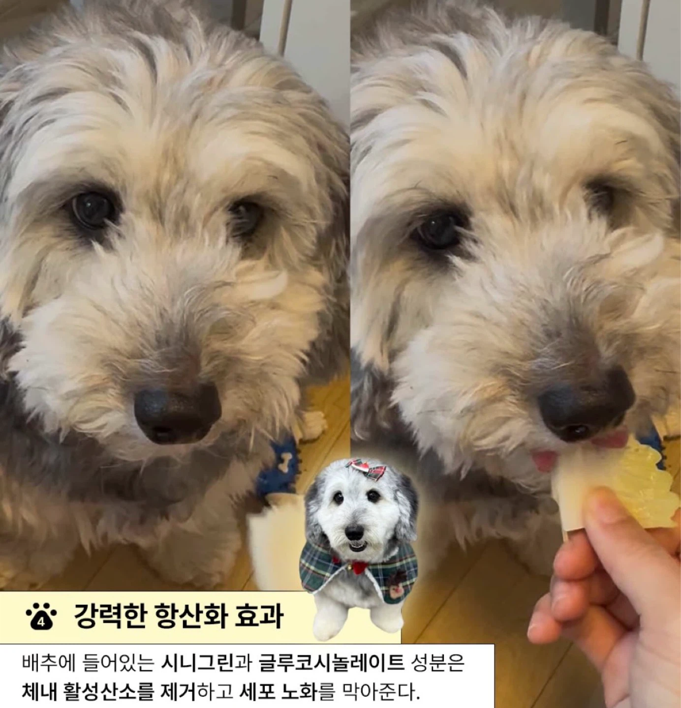 강아지에게 배추가 좋은 이유