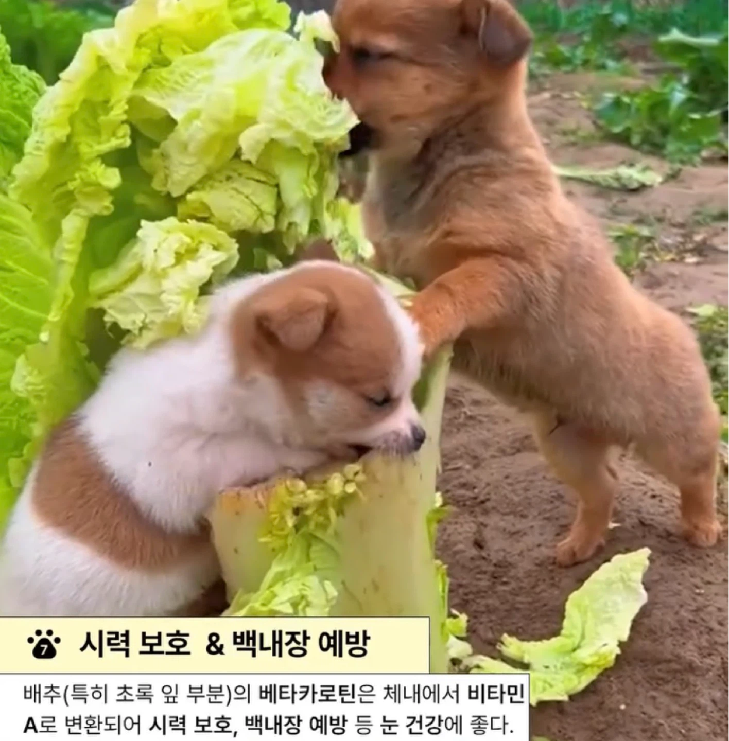 강아지에게 배추가 좋은 이유