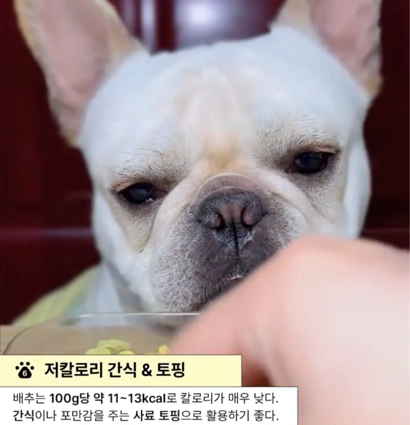 강아지에게 배추가 좋은 이유
