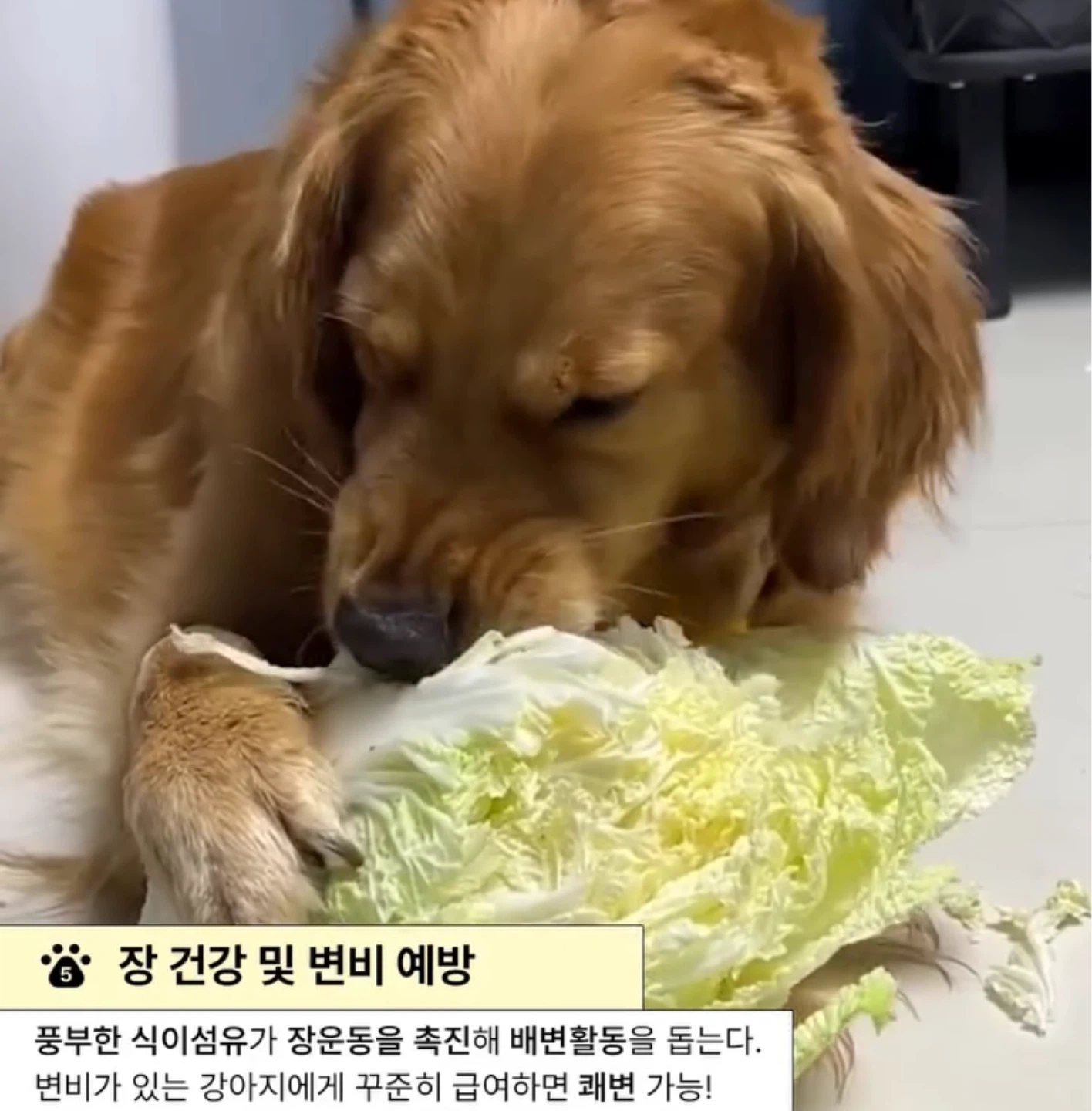 강아지에게 배추가 좋은 이유