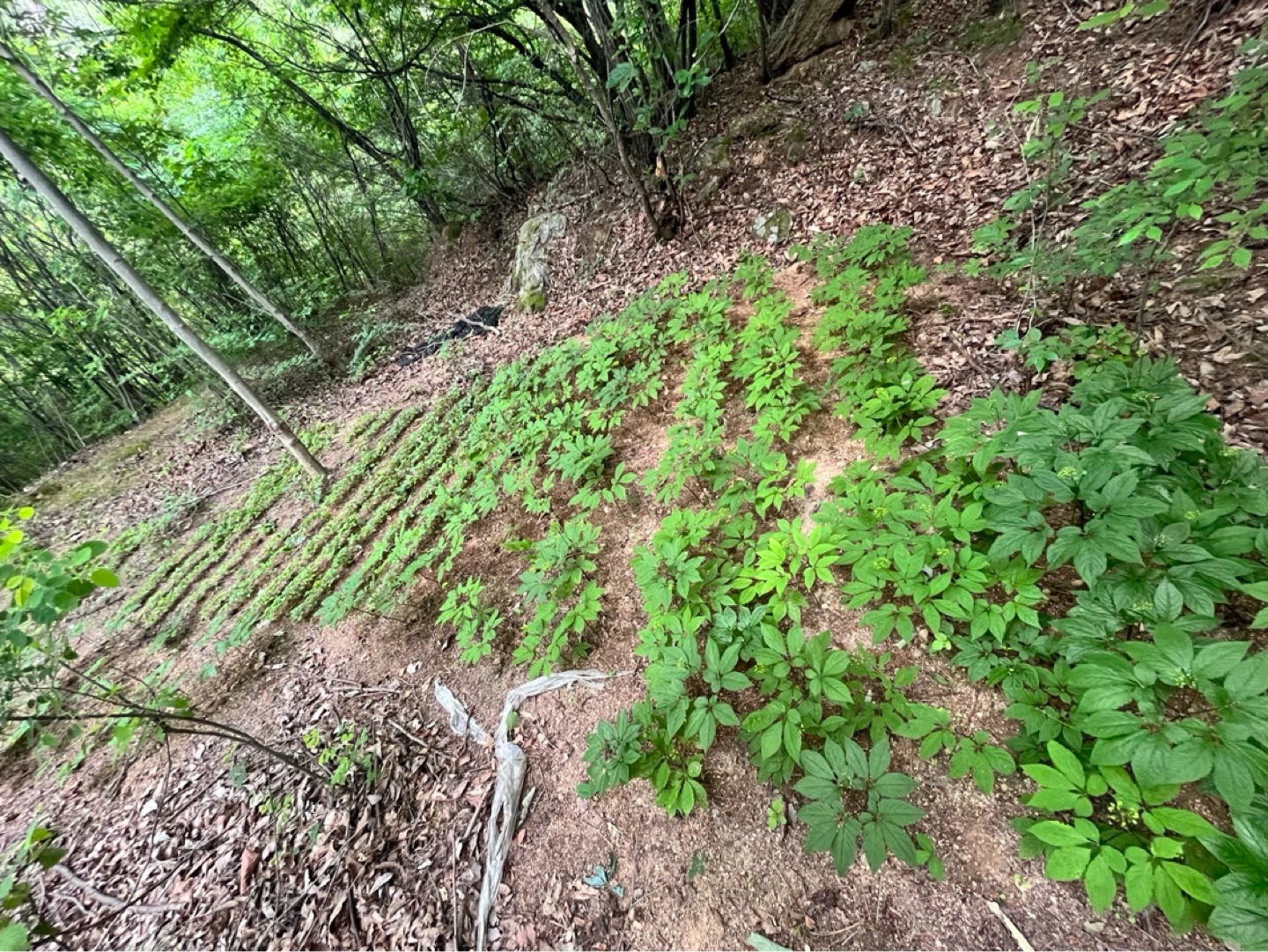 🌱자연속 산양삼 모습 사진들🌱