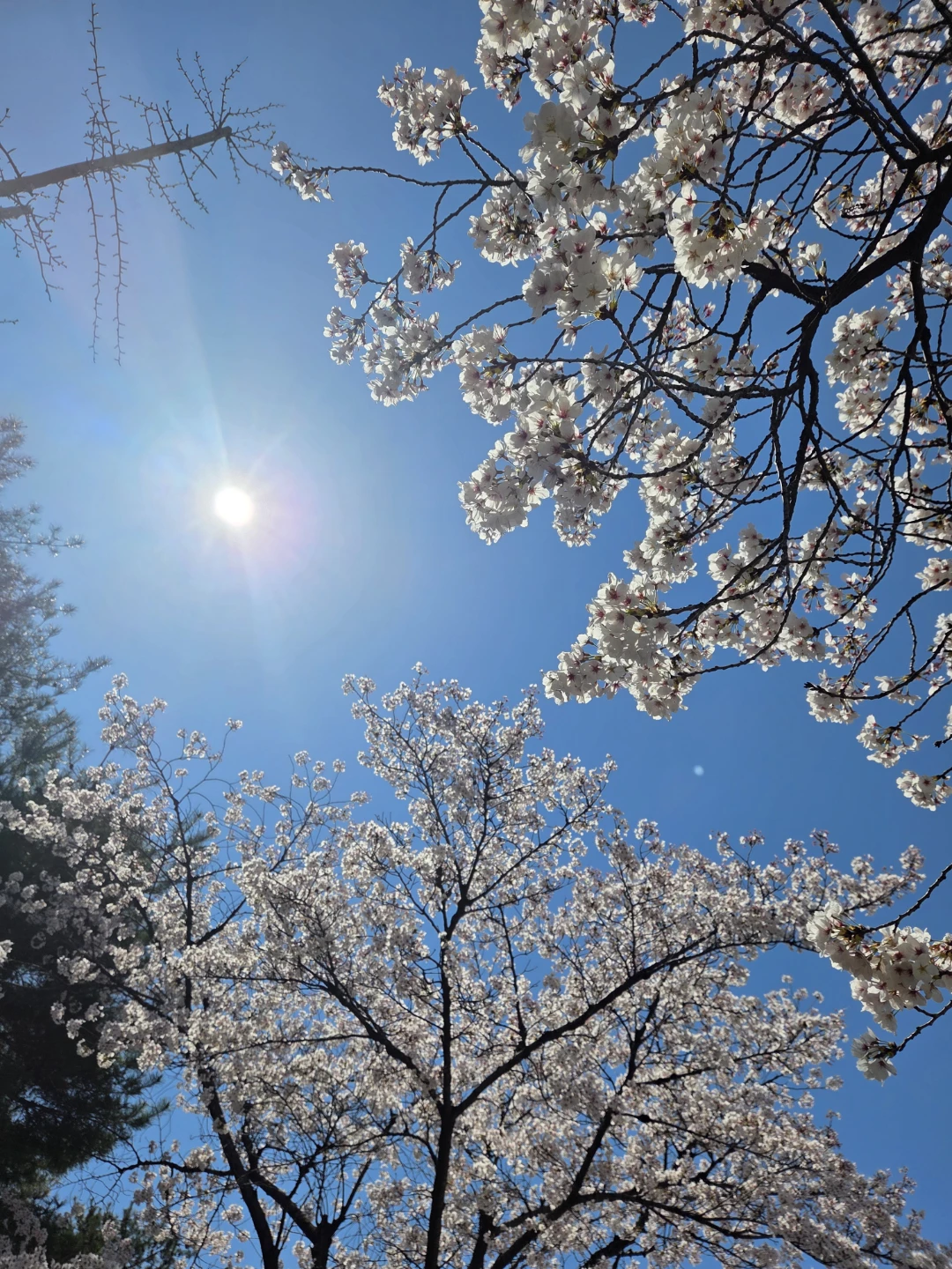[뷰티🥰] "SPF50? PA++?" 내 피부 지키는 선크림 자외선 수치 완벽 😉총정리