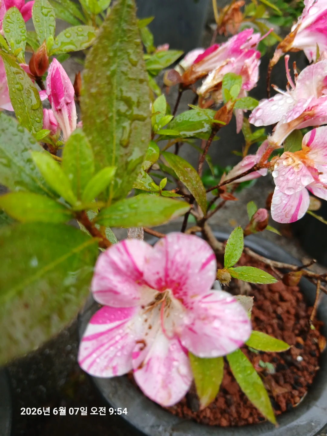 철쭉 자세히 보아야 이쁘다