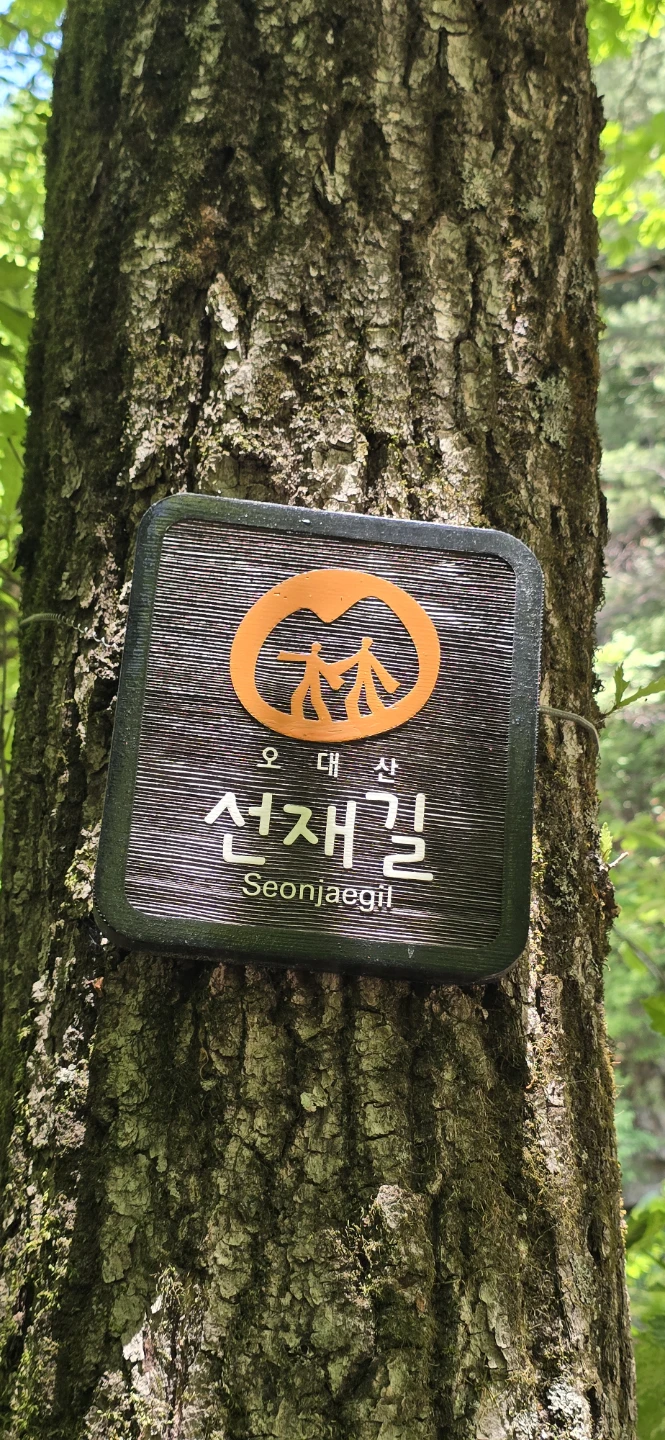 6. 6. 토요일 오대산 선재길
