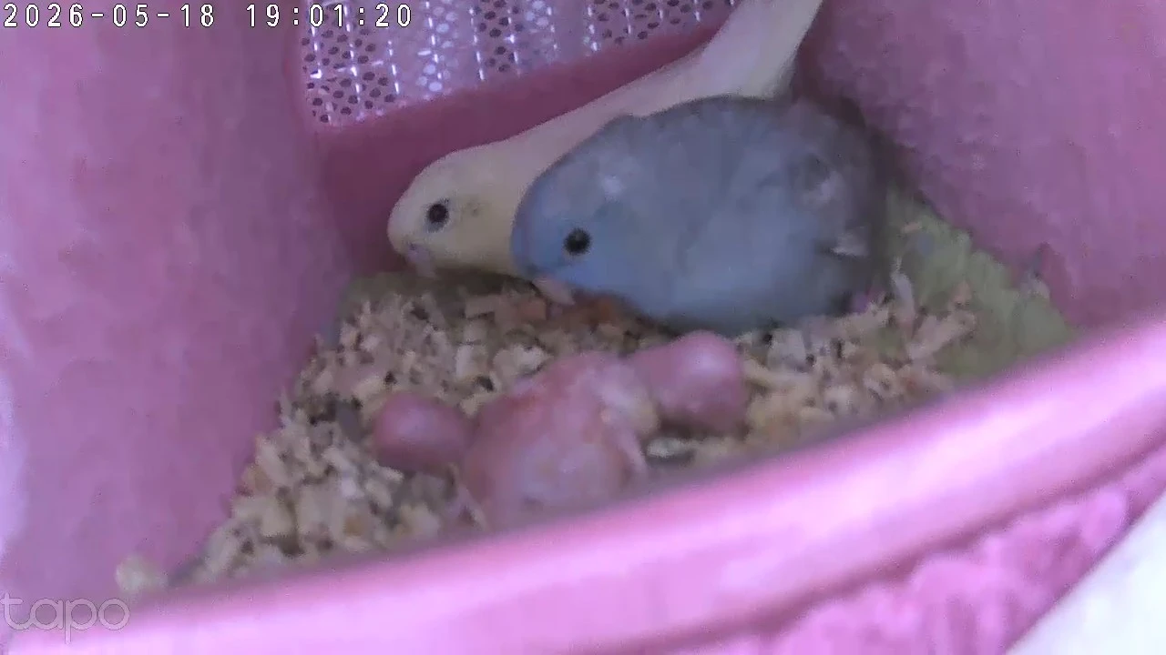 울집 빗창앵무 이쁜공주님둘 낳았어요 ㅎㅎ 자랑할만하죠. 아직한달안된 아가들이예요