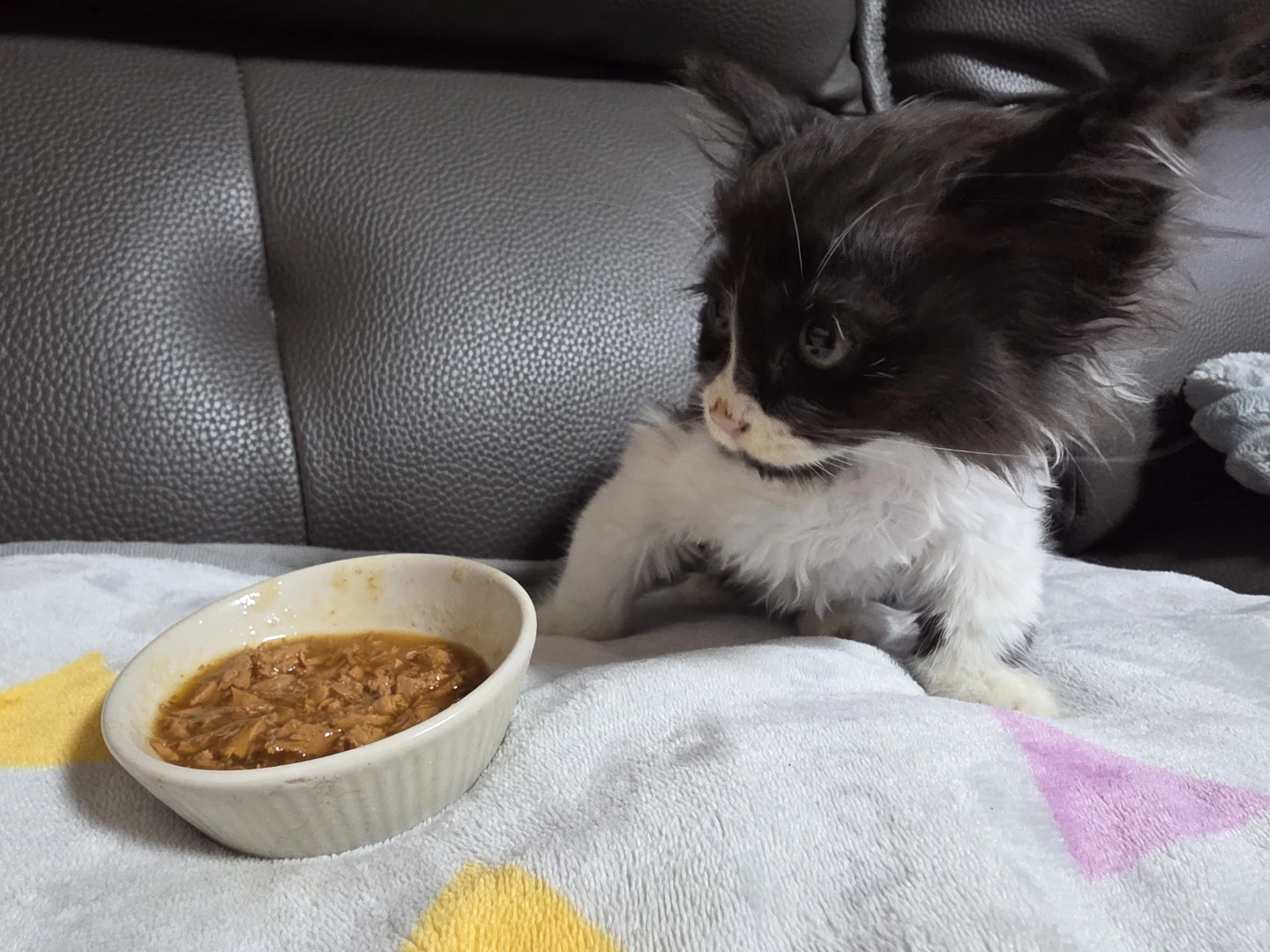 우리 냥이 근황 자랑해요! 😻