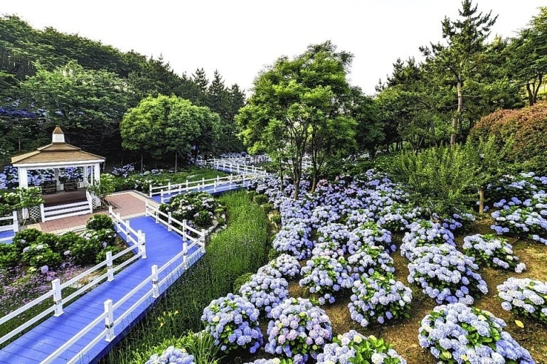 [장생포] 6월 아이와 가볼 만한 수국축제 일정 정리 🌸