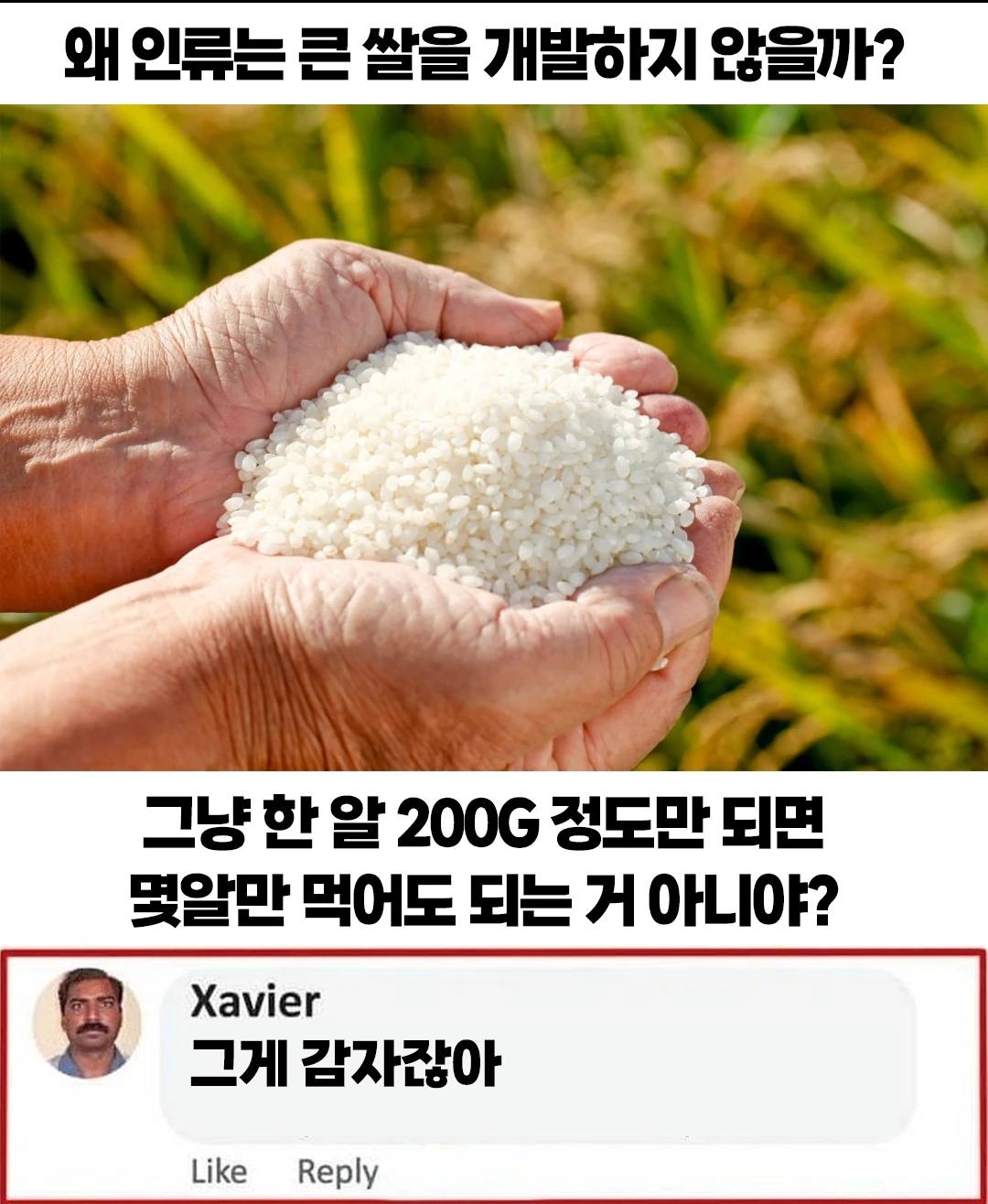 [유머] 가장 큰 쌀