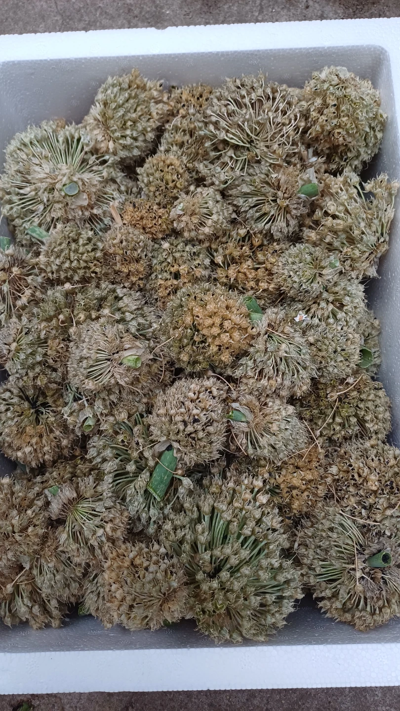 토종대파
