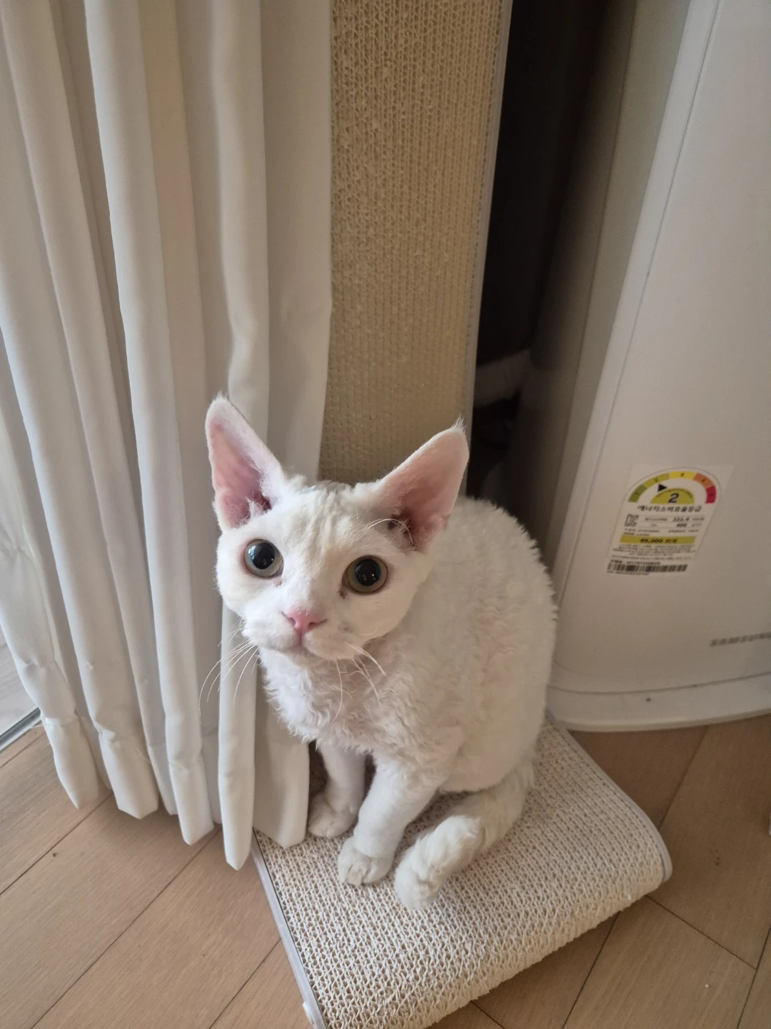 우리 냥이 사진 자랑 📸