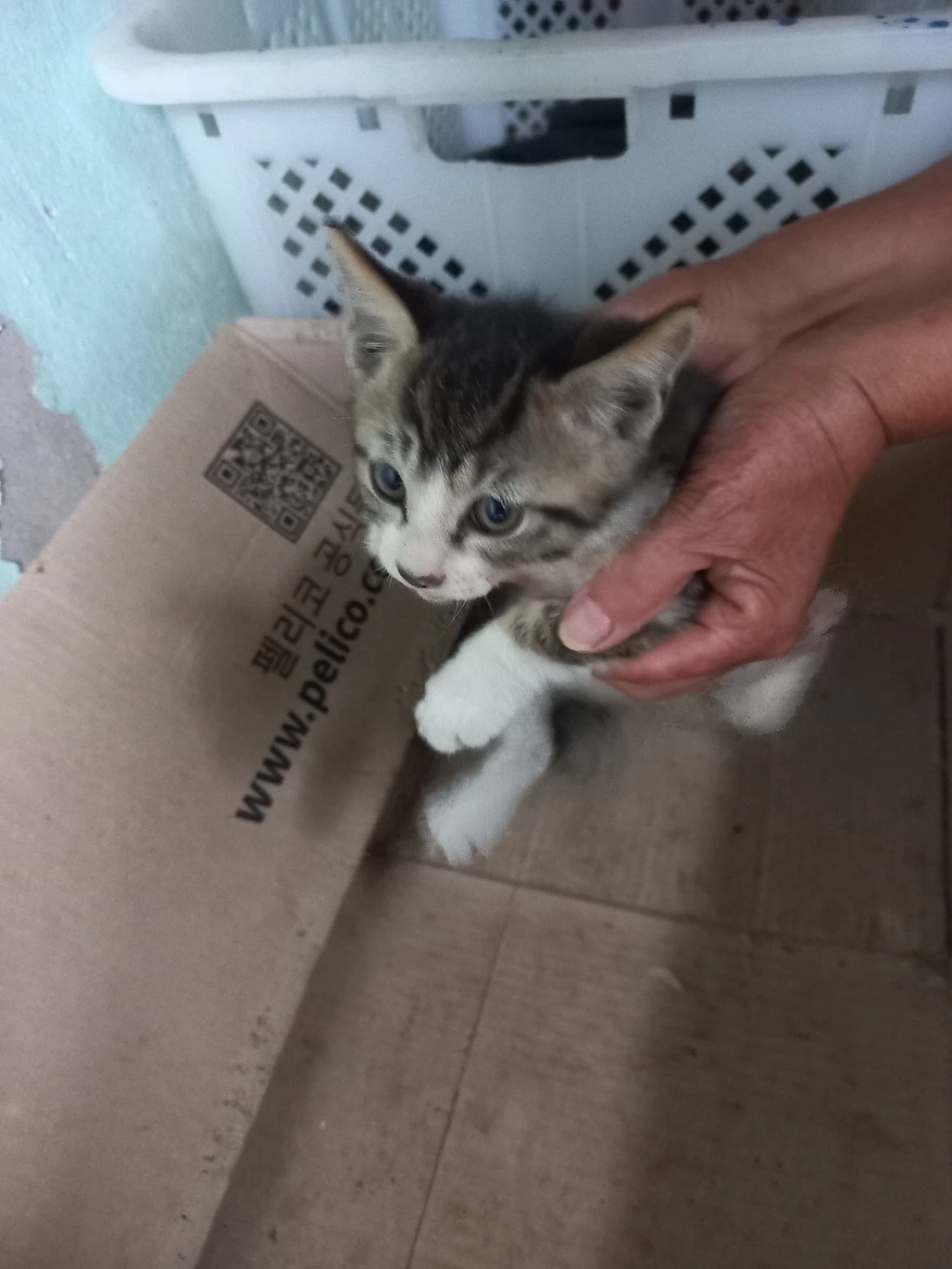 저희 어머니가 냥이