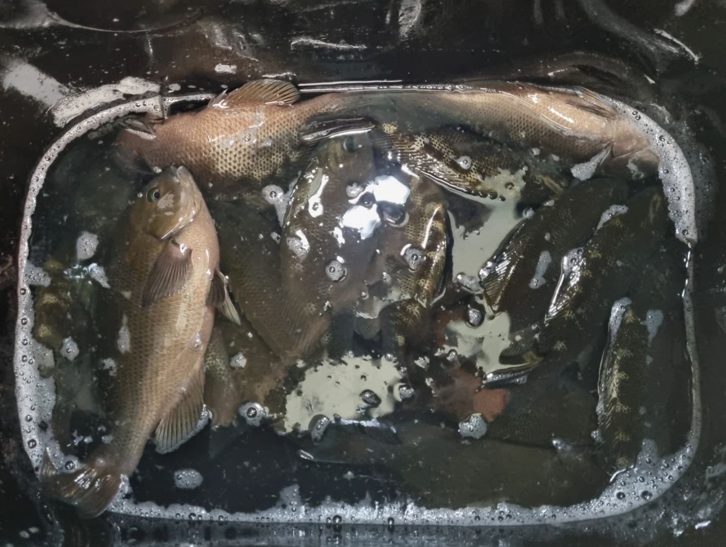 벵에돔 낚시 팁 공유! 🎣