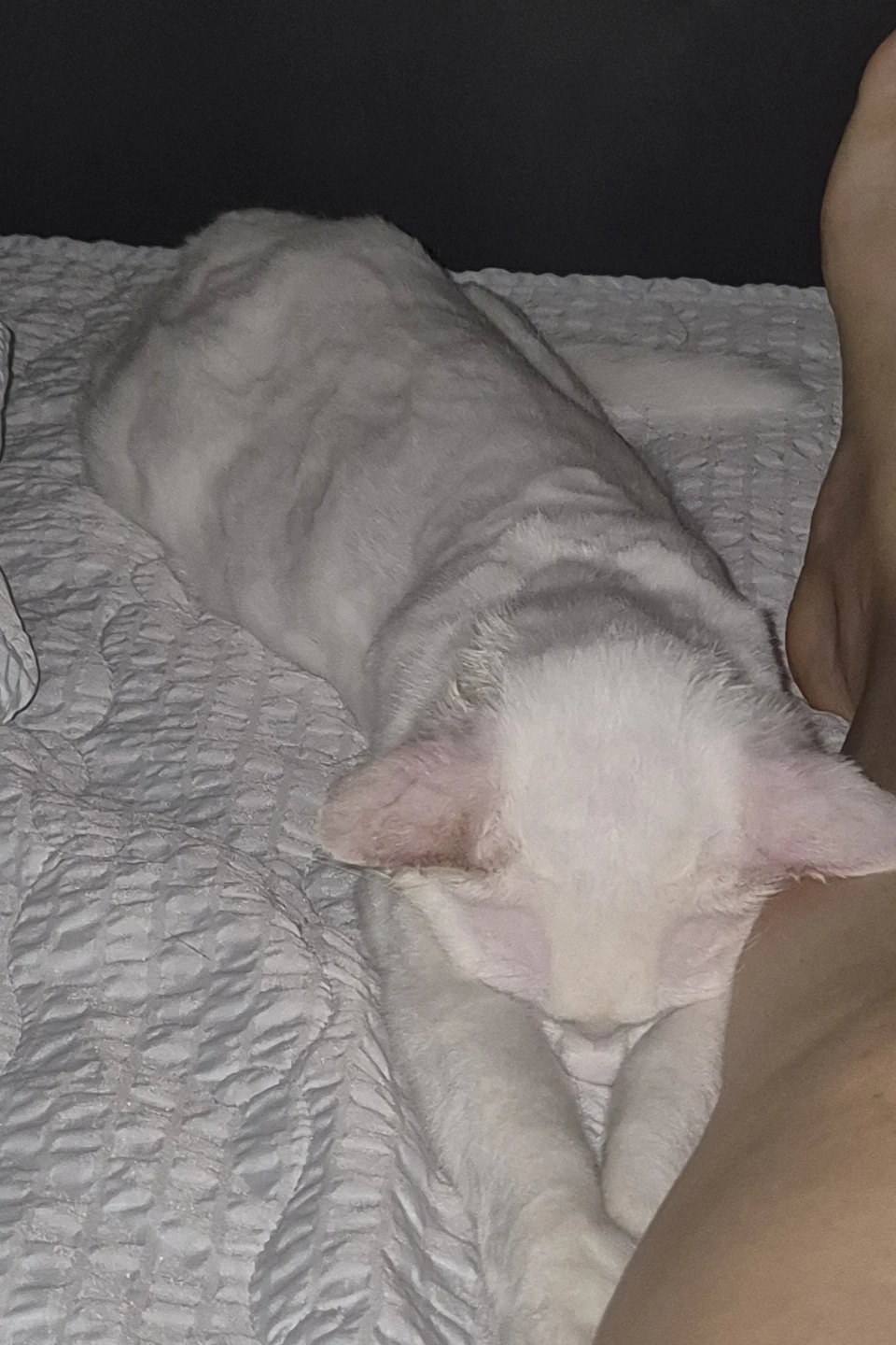 한살 오뜨입니다
