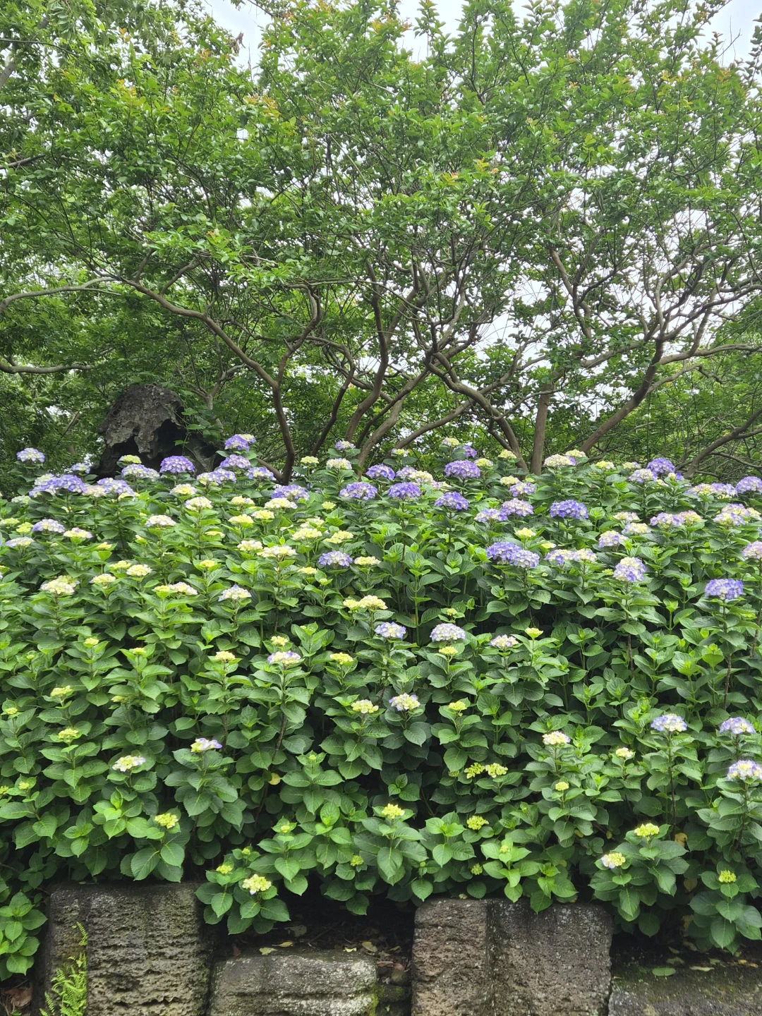 제주 동화마을 수국
