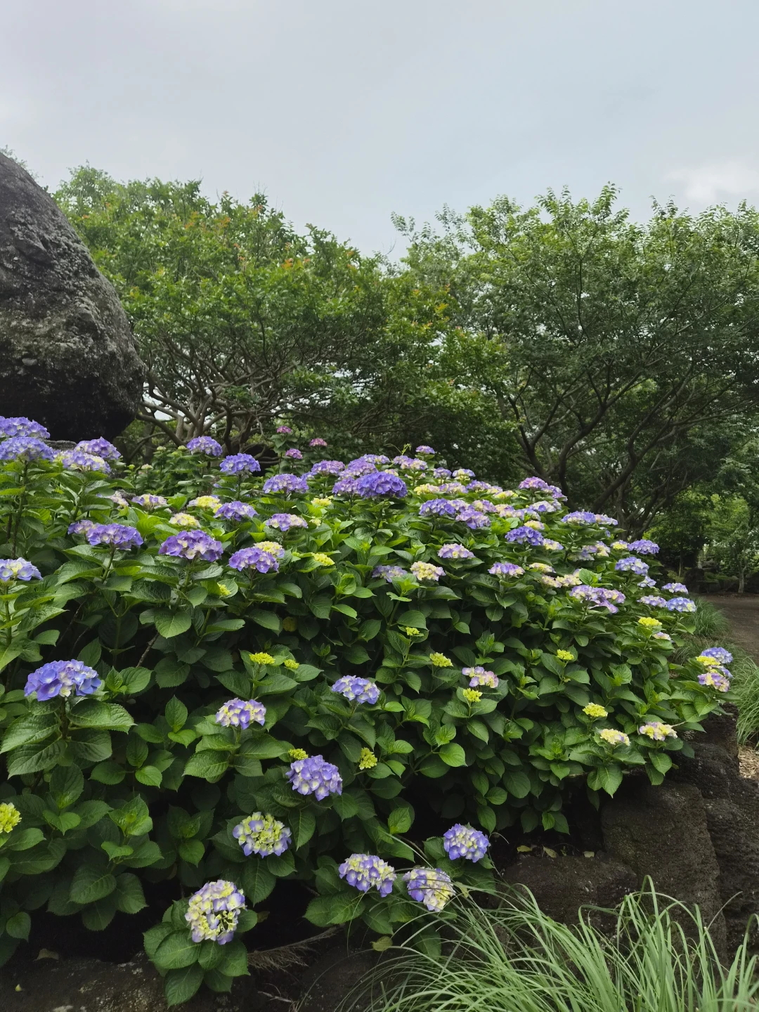 제주 동화마을 수국