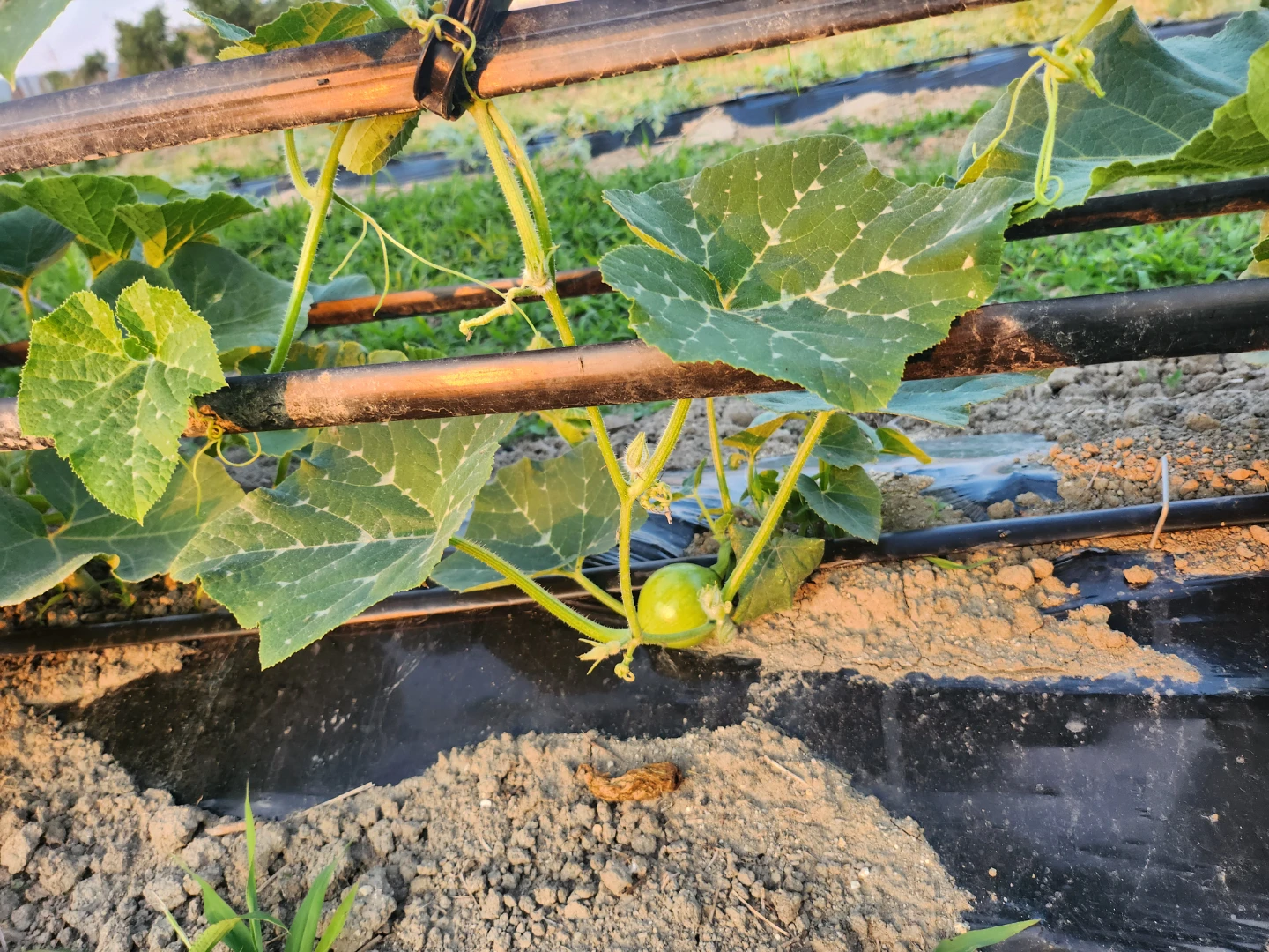 첫 열매
