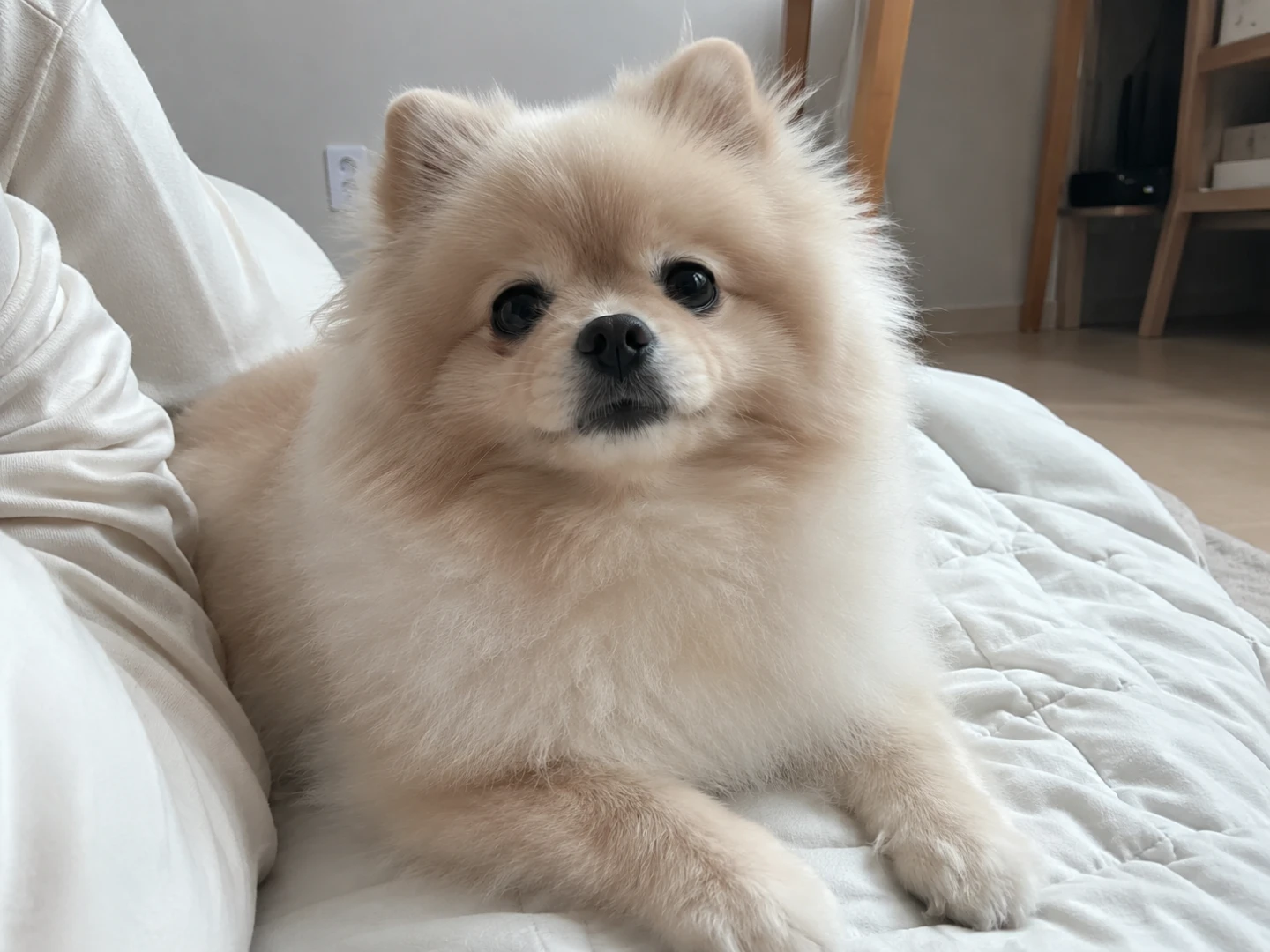 우연인 줄 알았는데... 강아지가 먼저 다가왔다 🥹