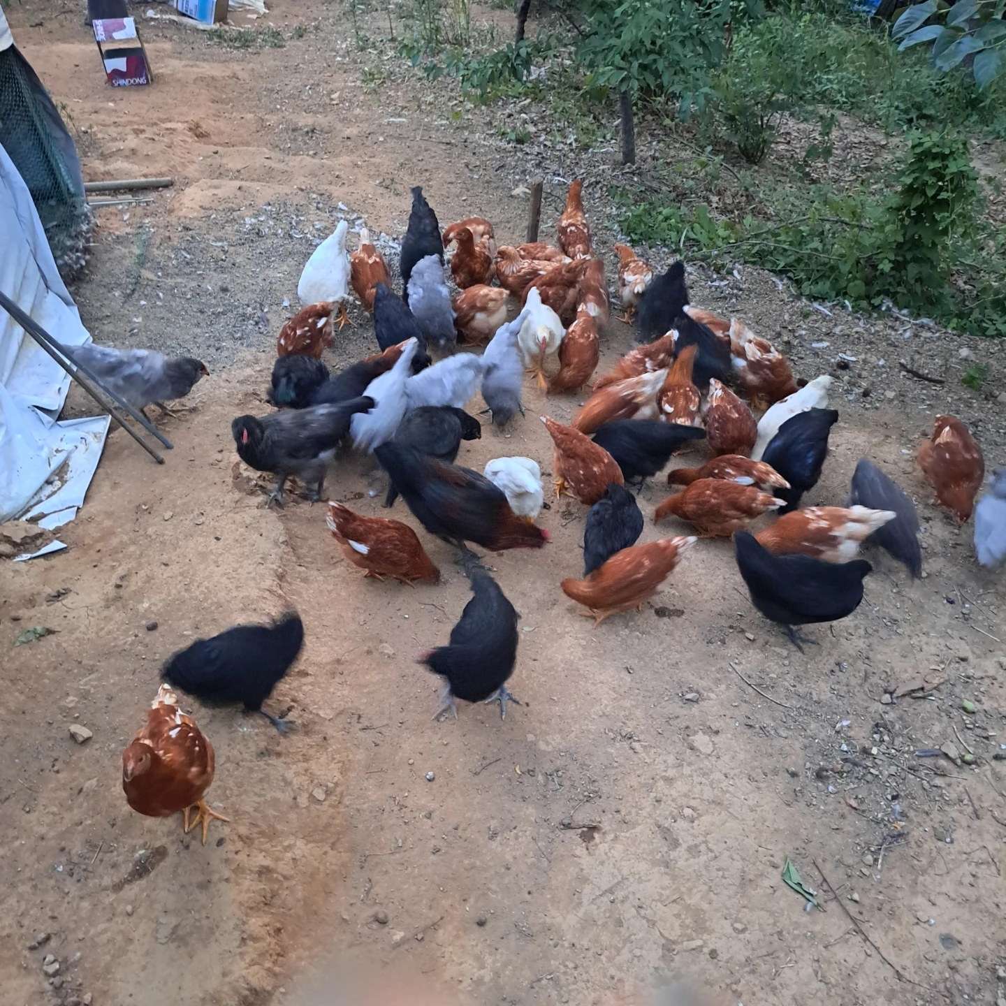 닭들이 조금 컷다고 말도 안듣네요
