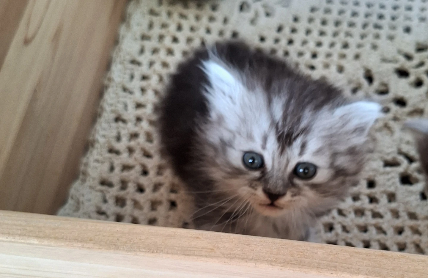아기고양이 분양 보내고 허전한 마음