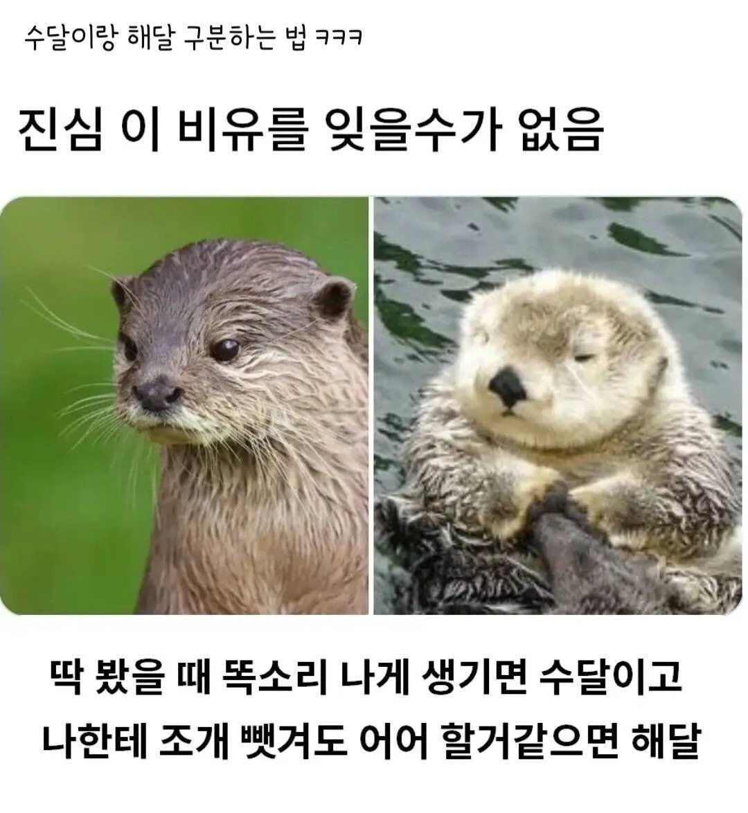 수달 해달 구별법