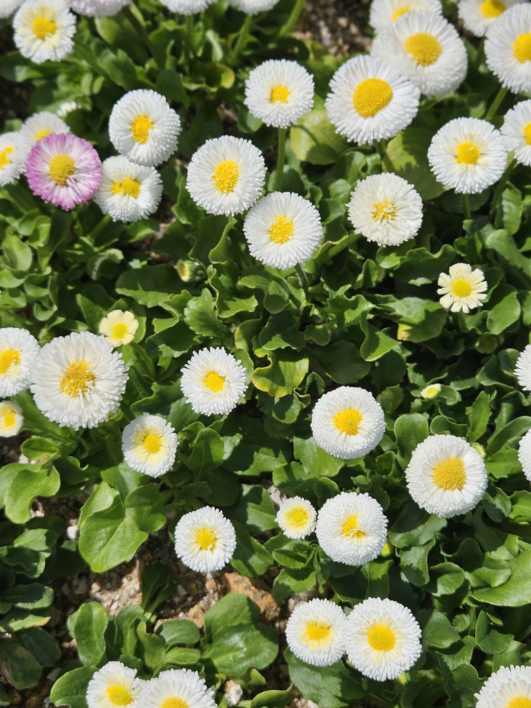 꿀 정보가 없어서 ~