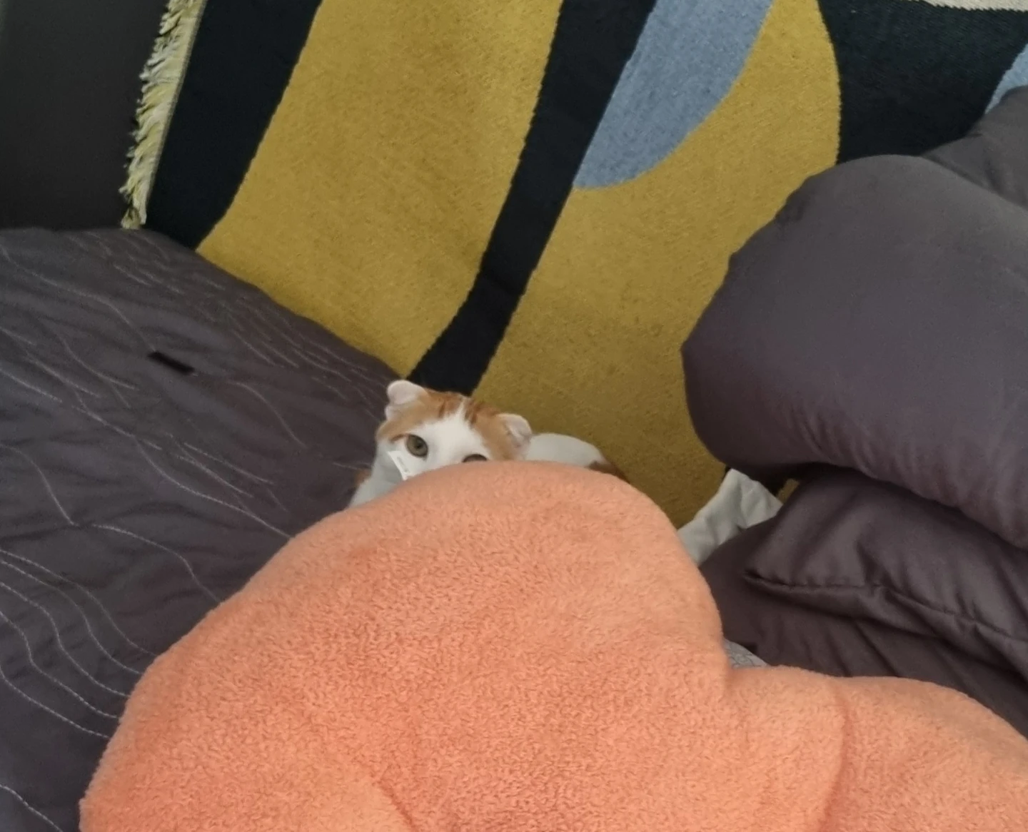 숨은 아깽이 찾기