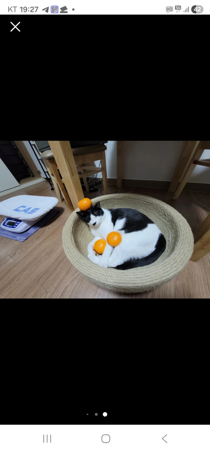 고양이 vs 강아지 매력 대결! 🔥