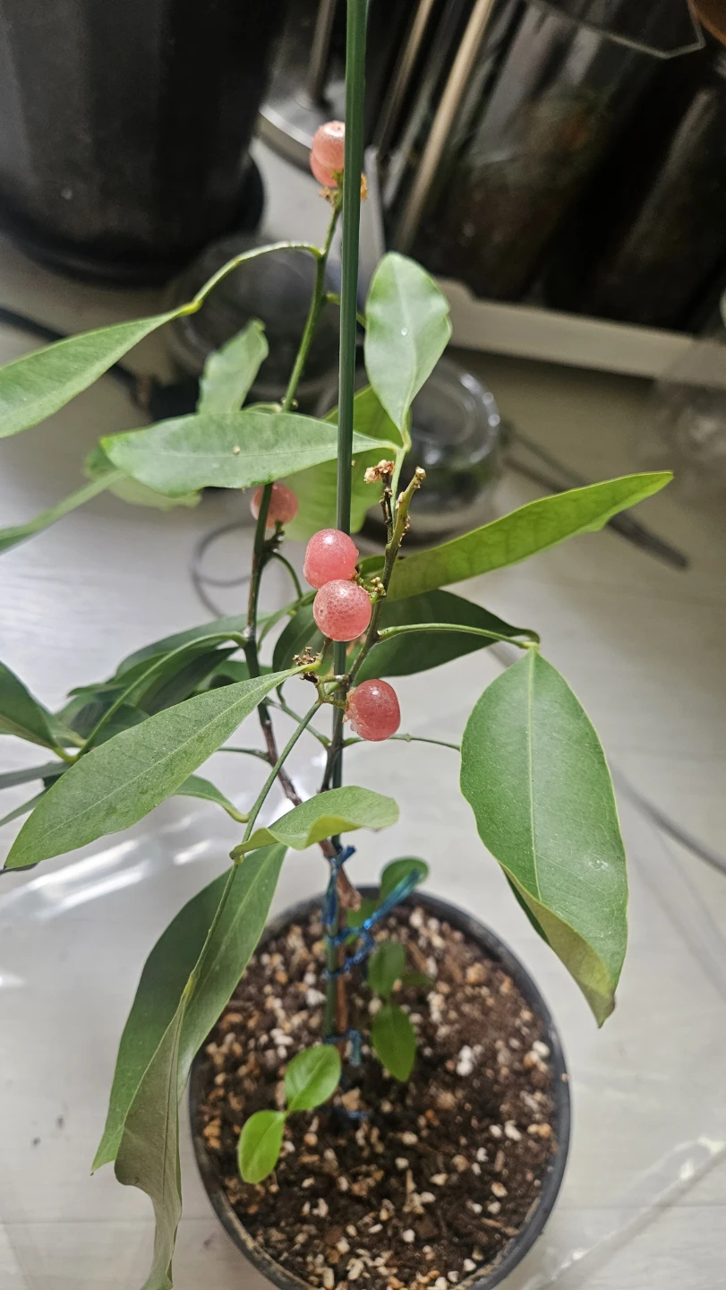 진베리  (산소귤)