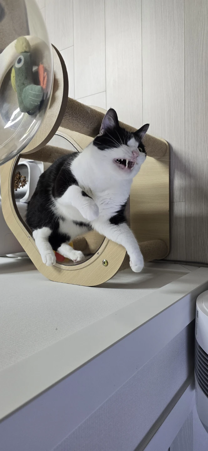 고양이 자랑으로 귀여운 사진 잔득 올리셔두 되요!!^^집사님들♡