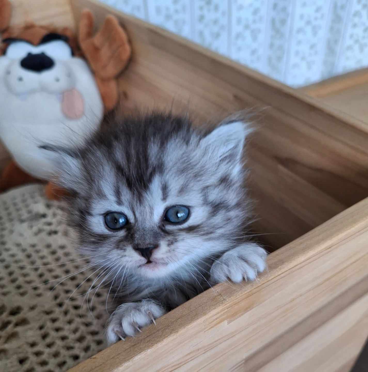 아기고양이 분양 보내고 허전한 마음
