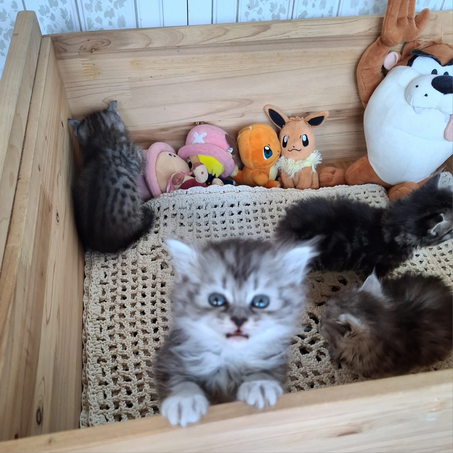 아기고양이 분양 보내고 허전한 마음