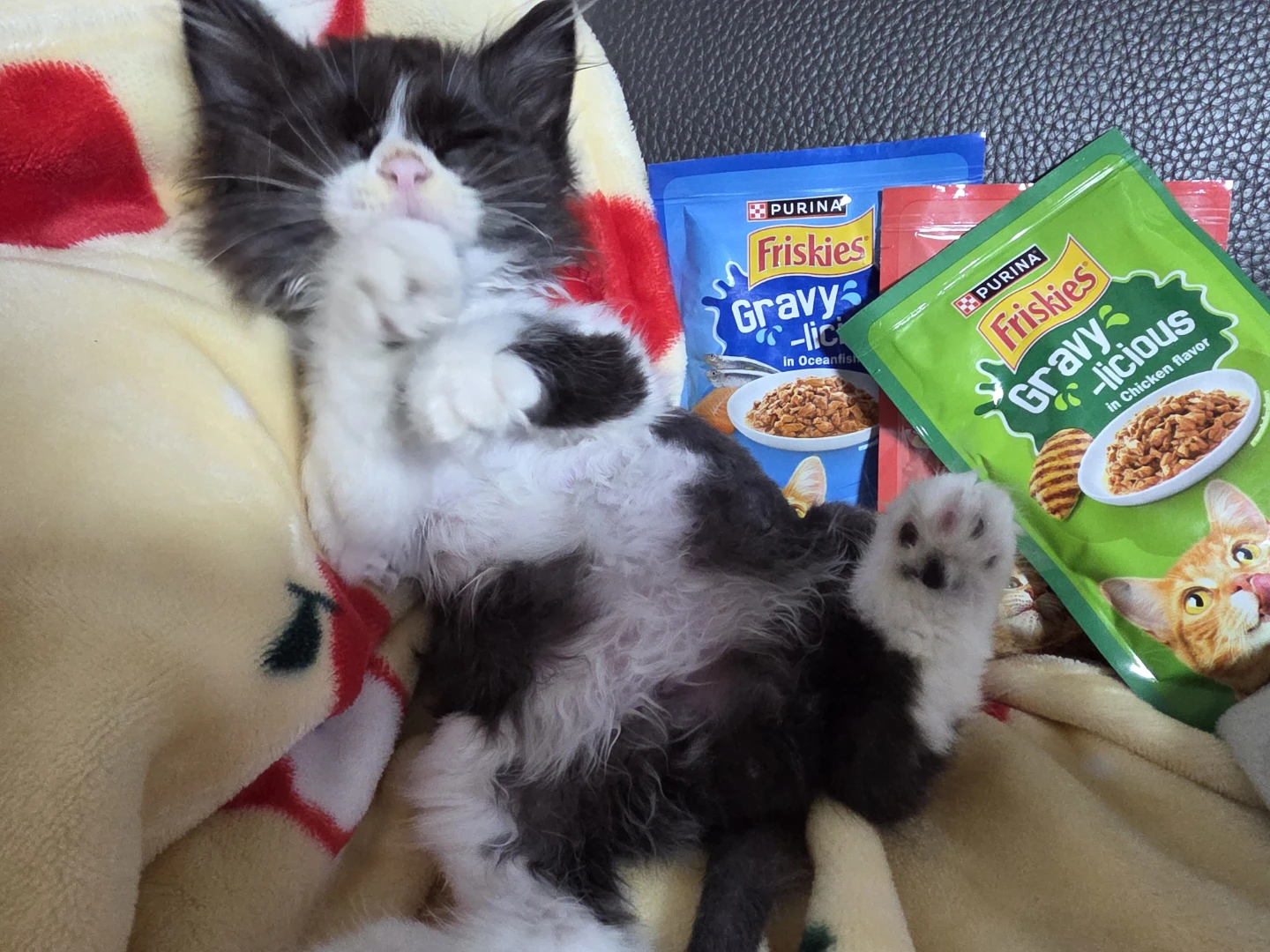 우리 냥이 근황 자랑해요! 😻