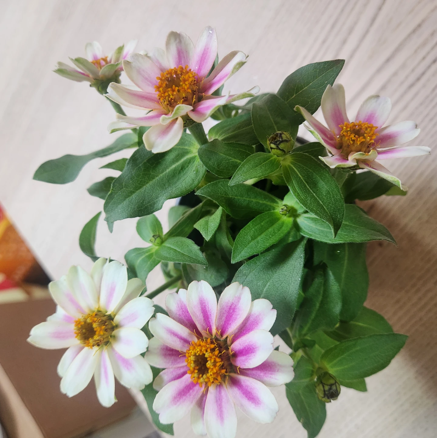 이쁜이들 자랑 타임! 🤩