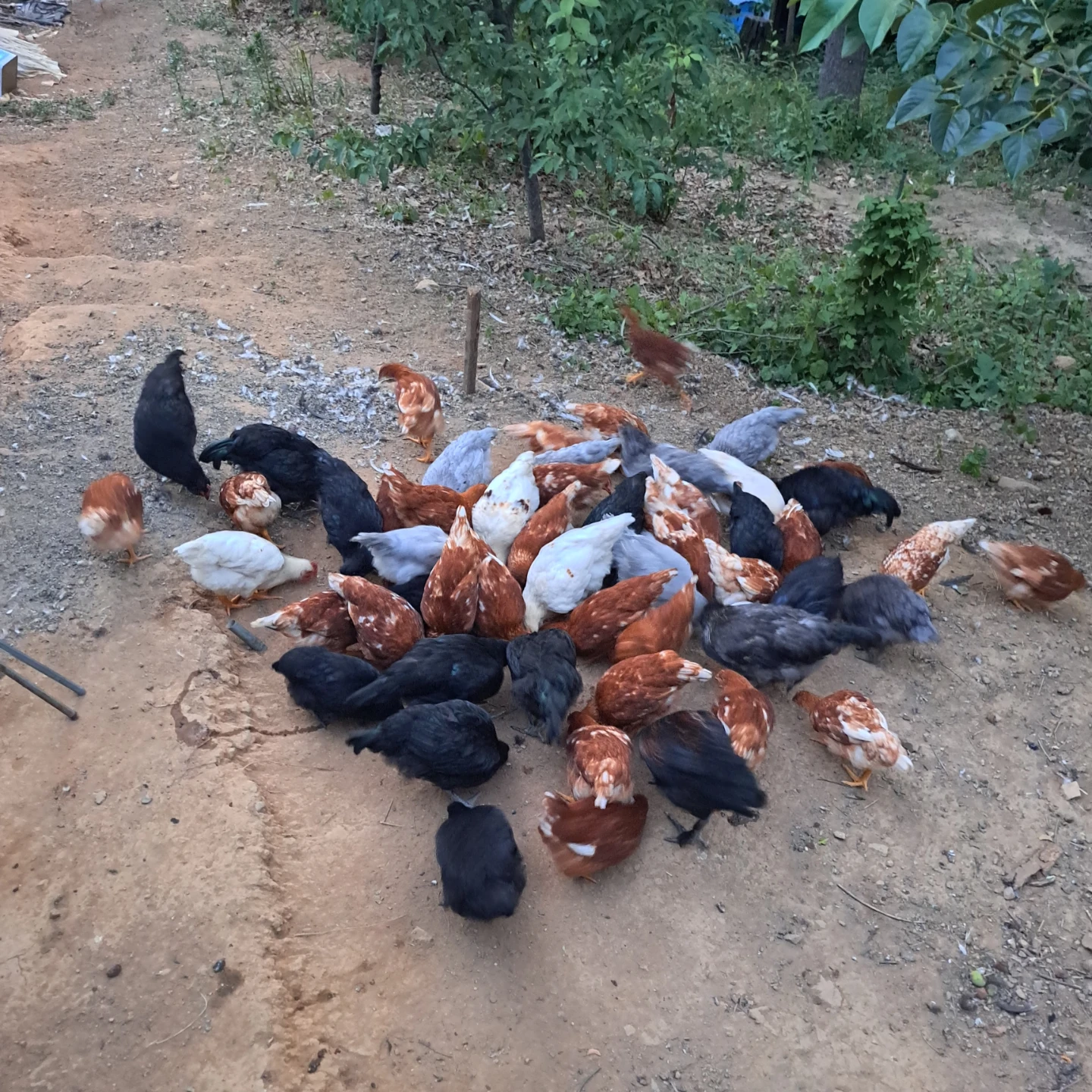 닭들이 조금 컷다고 말도 안듣네요