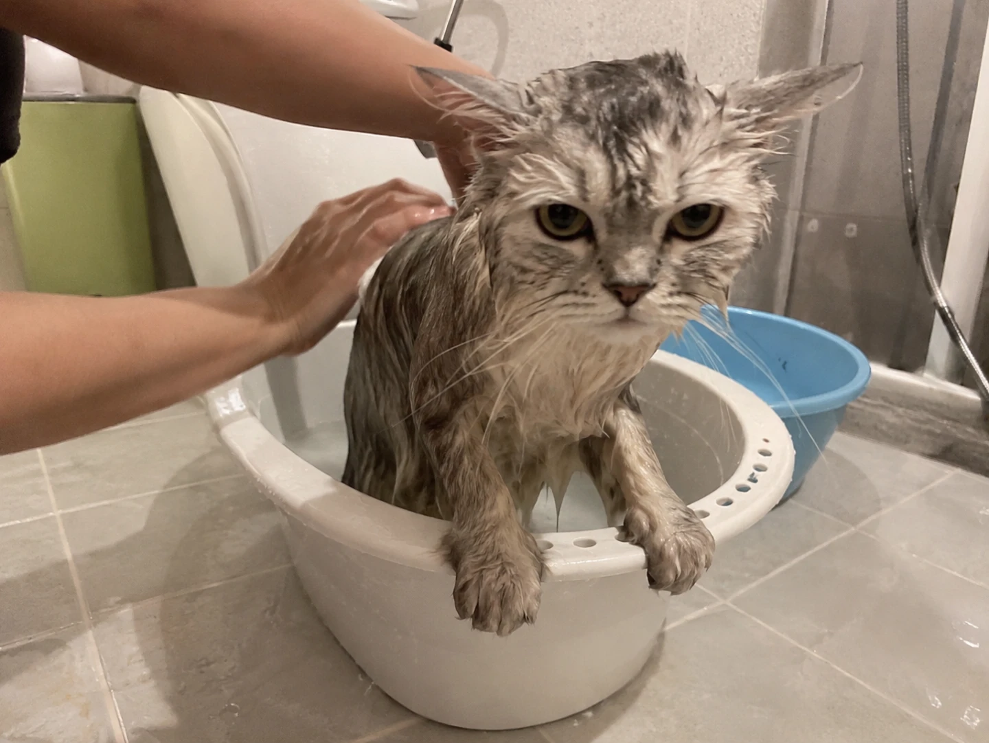 🐱 고양이 목욕, 다들 언제 시키시나요