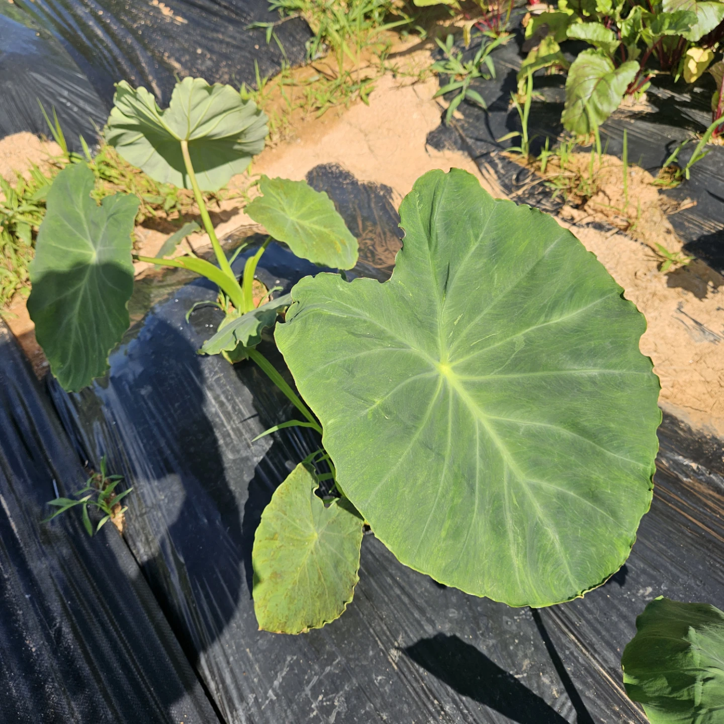 저희 텃밭 커다란 토란 잎 좀 보세요~🌿