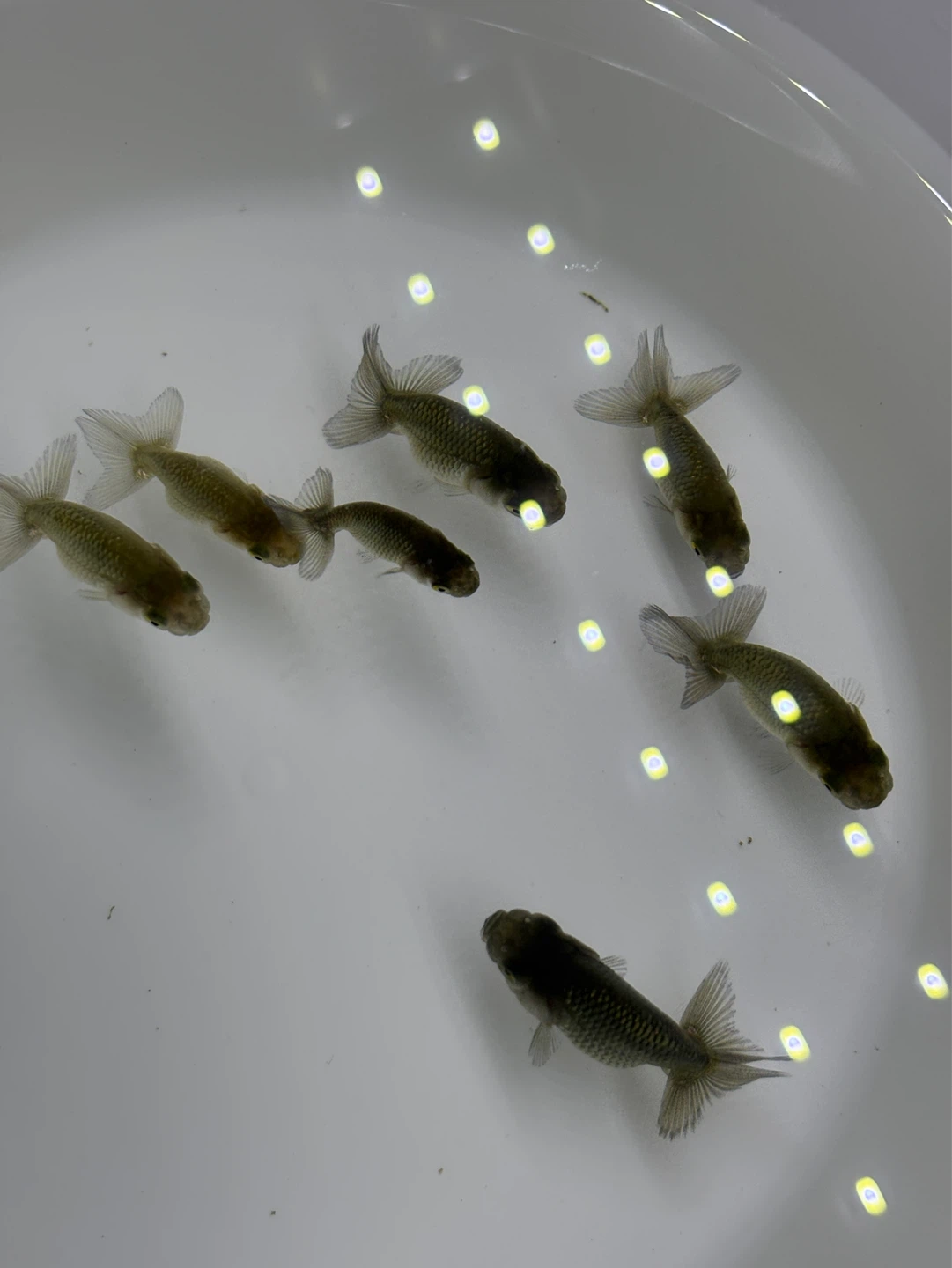 째깐이 일난이 / 메다카🐟
