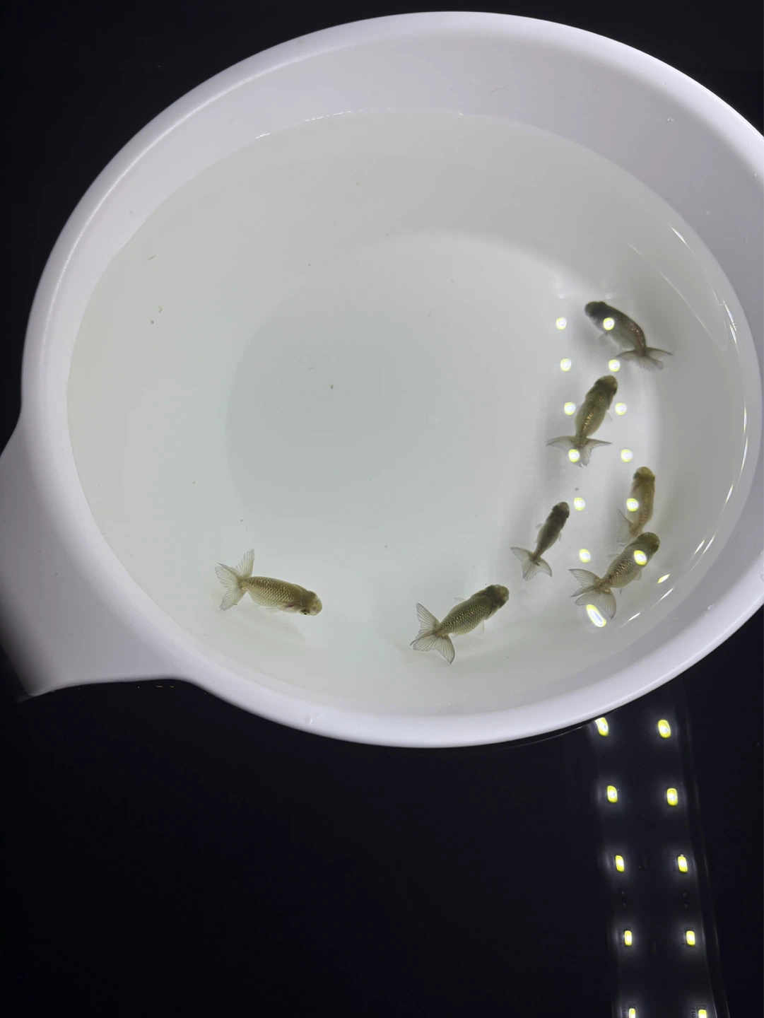째깐이 일난이 / 메다카🐟