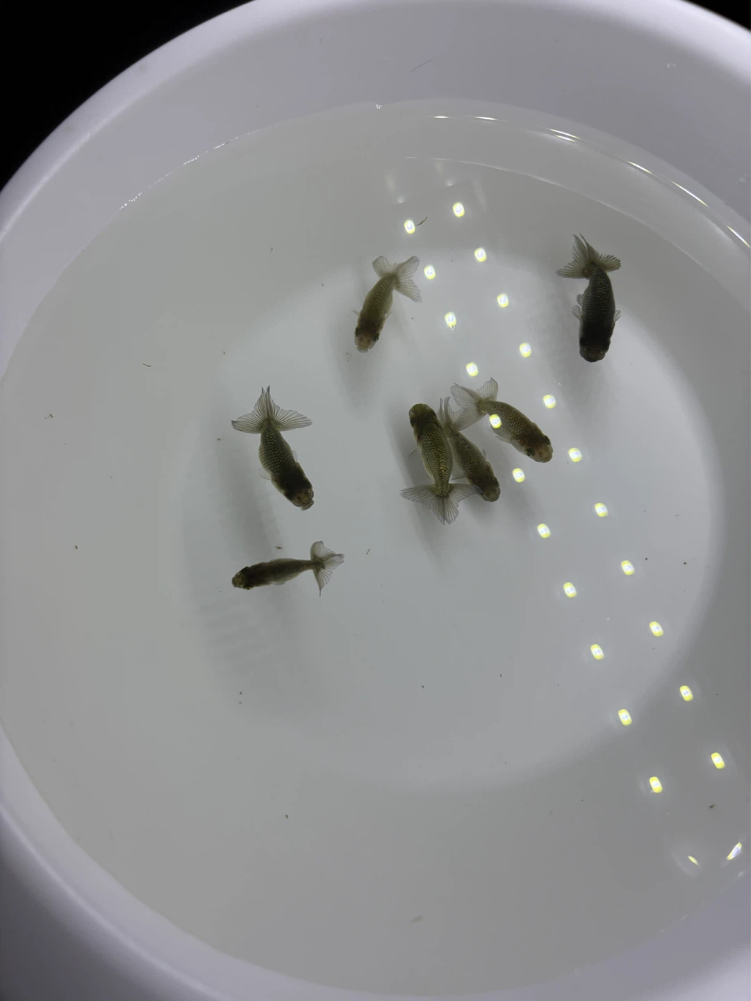 째깐이 일난이 / 메다카🐟