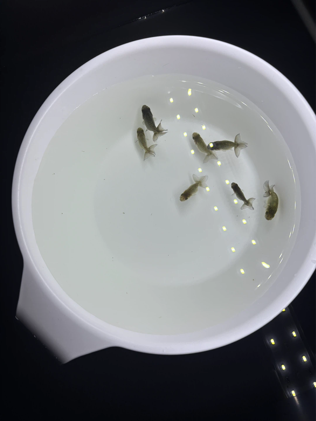 째깐이 일난이 / 메다카🐟