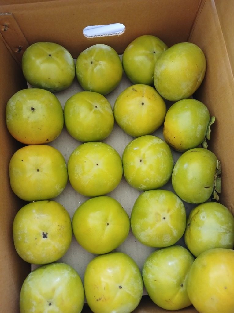 태추단감 5kg  20,000 상품 썸네일
