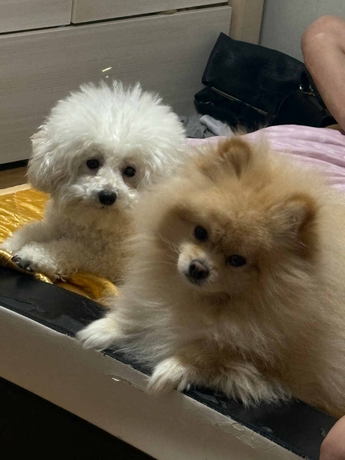 강아지 두마리 발톱깎아주실분 구해요 공고 썸네일