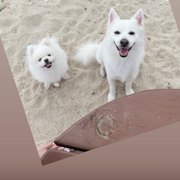 강아지 돌봐주실분 계실까요~^^ 공고 썸네일