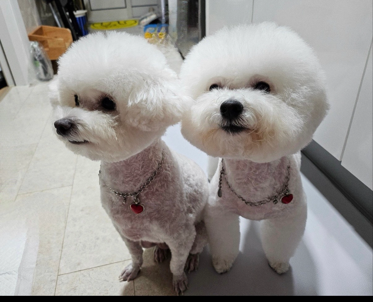 강아지 산책